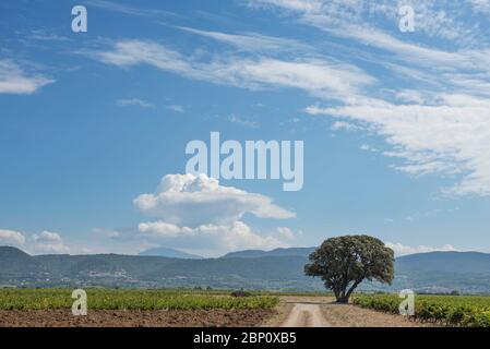 Route de campagne à travers les vignobles et l'arbre solitaire près de Rasteau, en regardant vers l'est avec le village de Seguret sur la colline et le Mont Ventoux à distance Banque D'Images