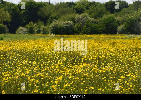 Un glaçage britannique avec des coupes de beurre de champ (Ranunculus Aciris) Banque D'Images