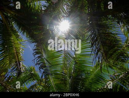 Soleil brillant à travers les feuilles des palmiers, Korotogo Coral Coast, Viti Levu, Fidji, Pacifique Sud Banque D'Images