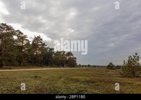 Otterlose Zand, vaste parc national de Hoge Veluwe, Gelderland, pays-Bas Banque D'Images