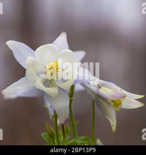 Gros plan de la fleur de mauve columbine au printemps. Banque D'Images