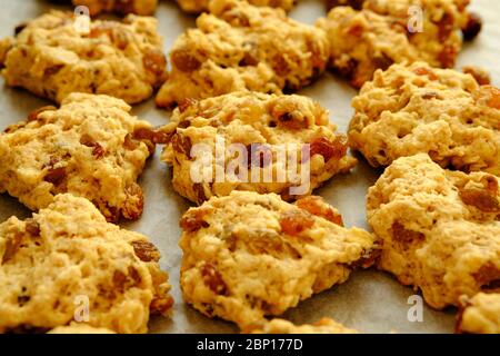 Un lot de raisins secs et de biscuits sultana fraîchement cuits rafraîchi sur une plaque de cuisson en gros plan avec une attention sélective au centre Banque D'Images
