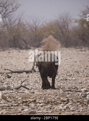 Grand troupeau d'éléphants boire de l'eau et prendre des bains de boue dans le trou d'eau avec se touchant doucement les uns les autres avec d'énormes troncs. Afrique. Namibie. Tosha nat Banque D'Images