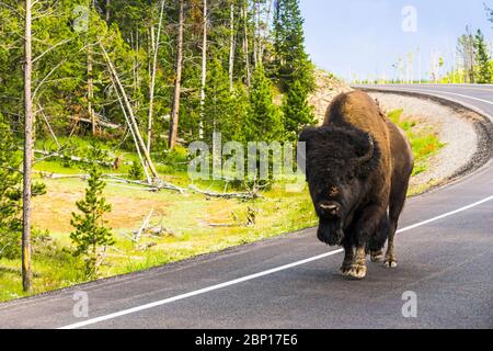 Bison marchez sur la route le matin dans le parc national de Yellowstone, usa. Banque D'Images