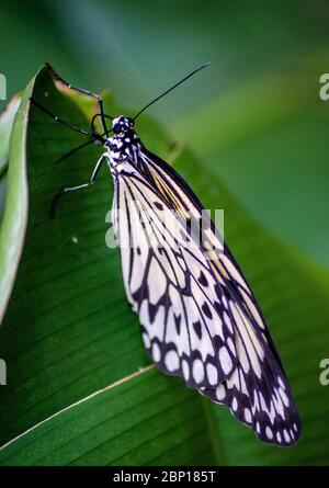 Papillon reposant sur une feuille Banque D'Images