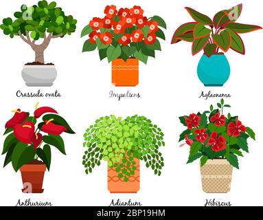 Fleurs maison et pots de fleurs intérieurs vectoriels isolés sur fond blanc. Crasula ovata et impatiens, aglaonema et anthurium, adiantum et hibiscus Illustration de Vecteur