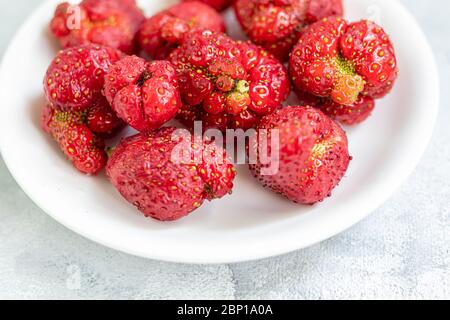 Produit naturel laid de fraises sur un plat blanc, rouge mûr et formes étranges sur fond gris. Une cuisine à la mode et insupportable. Étrange drôle imparfait Banque D'Images