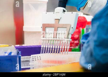 Le scientifique utilise une pipette multicanaux lors de la recherche sur l'ADN Banque D'Images