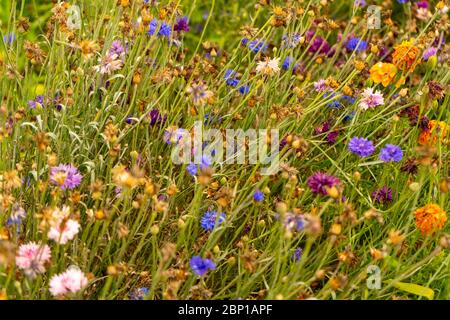 Des fleurs sauvages étonnantes en Ukraine pendant la journée d'été nuageux. Août 2019 Banque D'Images