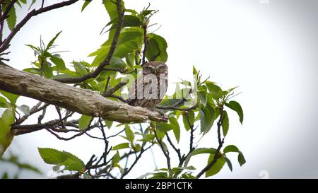 Petit hibou dans Wanstead Flats Banque D'Images