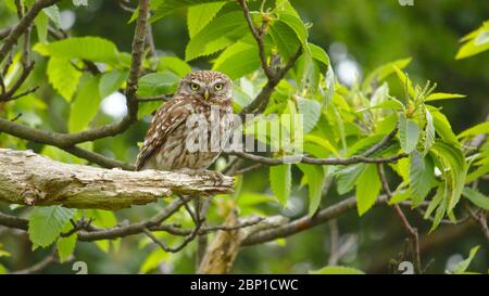 Petit hibou dans Wanstead Flats Banque D'Images