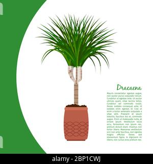 Plante intérieure Dracaena en pot modèle de bannière, illustration vectorielle Illustration de Vecteur