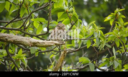 Petit hibou dans Wanstead Flats Banque D'Images