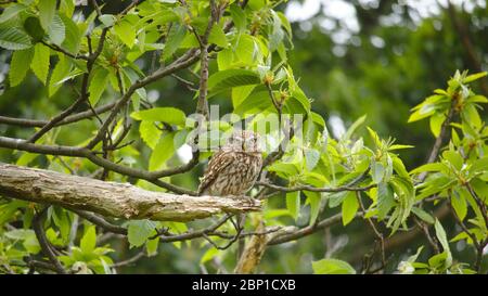 Petit hibou dans Wanstead Flats Banque D'Images