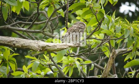 Petit hibou dans Wanstead Flats Banque D'Images