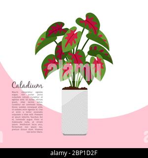 Plante intérieure de Caladium dans le modèle de bannière pot, illustration vectorielle Illustration de Vecteur