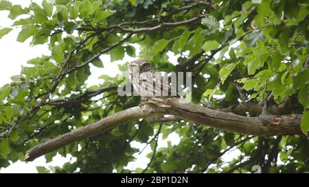 Petit hibou dans Wanstead Flats Banque D'Images