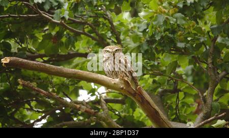 Petit hibou dans Wanstead Flats Banque D'Images