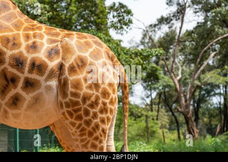 Partie d'une girafe au Giraffe Centre Nairobi, Kenya Banque D'Images