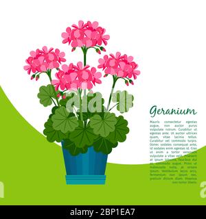 Géranium plante intérieure en pot modèle de bannière, illustration vectorielle Illustration de Vecteur