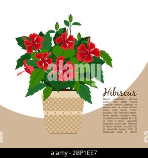 Hibiscus plante intérieure dans le modèle de bannière pot, illustration vectorielle Illustration de Vecteur