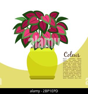 Plante intérieure de Coleus dans le modèle de bannière pot, illustration vectorielle Illustration de Vecteur