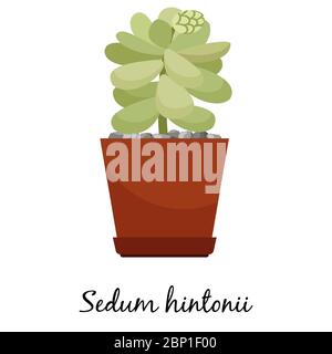 Sedum hintonii cactus en pot isolé sur fond blanc, illustration vectorielle Illustration de Vecteur