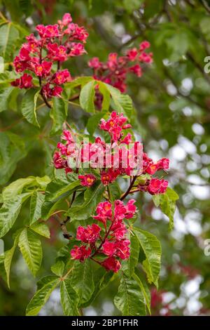 La fleur de Châtaigne (Castanea sativa) au printemps Banque D'Images