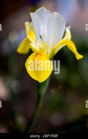 Fleur d'iris fleuris au printemps dans un jardin anglais Banque D'Images