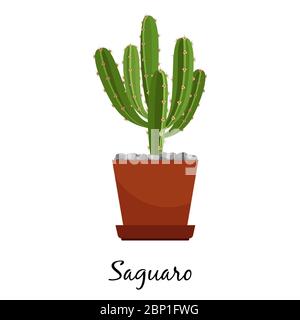 Saguaro cactus en pot isolé sur fond blanc, illustration vectorielle Illustration de Vecteur