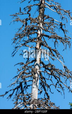 Arbre mort) d'Abies alba, le sapin argenté européen ou le sapin argenté Banque D'Images