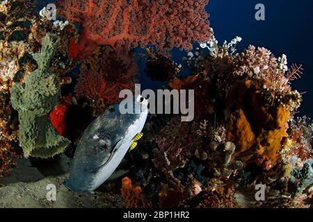 Macareux à pois bleus (Arothron caeruleopunctatus) avec deux poissons-Pilotfish. Détroit de Dampier, Raja Ampat, Indonésie Banque D'Images