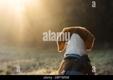 Chien Beagle sur le terrain le matin, regardant les rayons du soleil dans la forêt. Banque D'Images