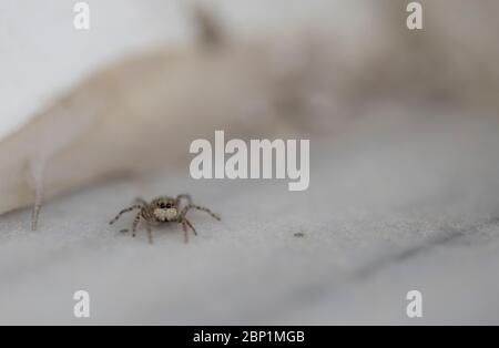 Photographie macro d'araignée sauteuse photographiée sur marbre. Menemerus semilimbatus. Banque D'Images