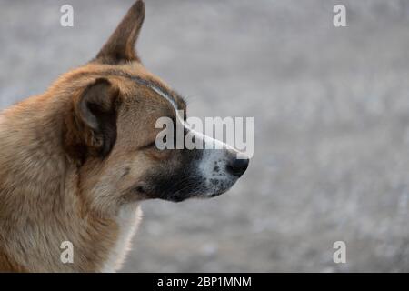 Chien de garde japonais Akita inu. Gros plan sur la tête du chien. Banque D'Images