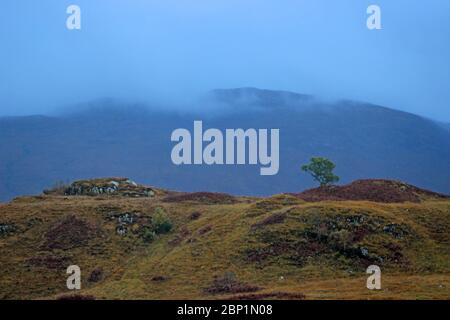Arbre isolé sur une colline près du viaduc de Glenfinnan, en Écosse Banque D'Images