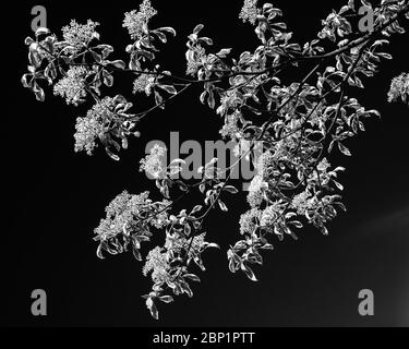 Fleurs chatoyantes sur une branche d'un arbre de gâteau de mariage Banque D'Images