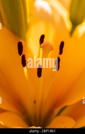 Fleur de nénuphars jaune Lilium candidum avec bourgeons dans la nature. Contexte dans la nature. Gros plan détaillé au soleil. Banque D'Images