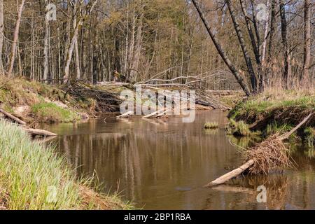 Rivière Narewka au printemps, à proximité du village de Narewka, région de Podlasie, Pologne, Europe Banque D'Images