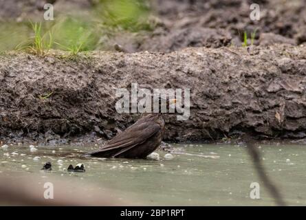 Femme de bain, Bialowieza Forest, Pologne, Europe Banque D'Images