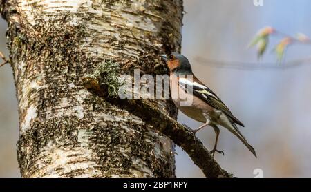 Mâle de la caffin commun (Fringilla coelebs) sur branche contre l'écorce de bouleau, forêt de Bialowieza, Pologne, Europe Banque D'Images