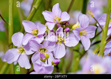 Cuckooflower (cardamine pratensis), également connu comme une Smock de Dame, en gros plan d'un groupe de fleurs. Banque D'Images