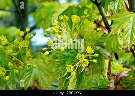 Érable de Norvège (acer platanoides), gros plan d'un jet de fleurs entouré de feuilles fraîchement émerchées. Banque D'Images