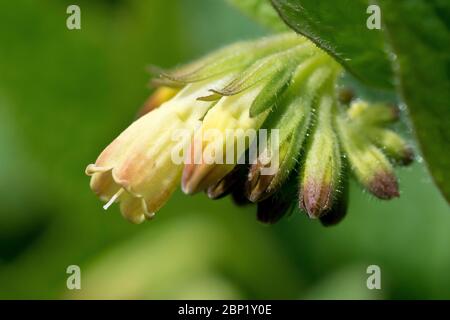 Comfrey, probablement la comfrey tubéreuse (symphytum tuberosum), gros plan d'une seule tête de fleur, isolée à faible profondeur de champ. Banque D'Images