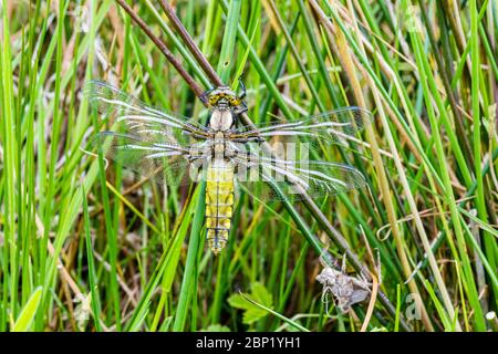 Aberystwyth, pays de Galles, Royaume-Uni. 17 mai 2020. Une dragonfly à gros corsé sèche ses ailes tout en étant perchée sur une lame d'herbe près d'une piscine au milieu du pays de Galles. L'exuvia (la coquille dont elle est sortie) est juste derrière elle. Ces libellules passent une année ou ainsi vivre sous l'eau dans des étangs avant d'escalader une tige et de se briser de leur coquille au printemps. Crédit : Phil Jones/Alay Live News Banque D'Images