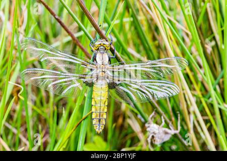 Aberystwyth, pays de Galles, Royaume-Uni. 17 mai 2020. Une dragonfly à gros corsé sèche ses ailes tout en étant perchée sur une lame d'herbe près d'une piscine au milieu du pays de Galles. L'exuvia (la coquille dont elle est sortie) est juste derrière elle. Ces libellules passent une année ou ainsi vivre sous l'eau dans des étangs avant d'escalader une tige et de se briser de leur coquille au printemps. Crédit : Phil Jones/Alay Live News Banque D'Images