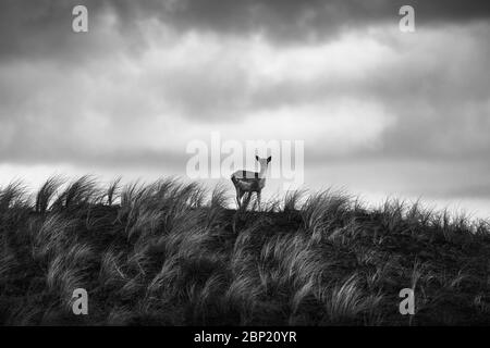 Zandvoort, Hollande, Amsterdam Coast, un portrait de silhouette contre le ciel orageux d'un cerf de jachère européen sur un flanc de colline herbeux Banque D'Images