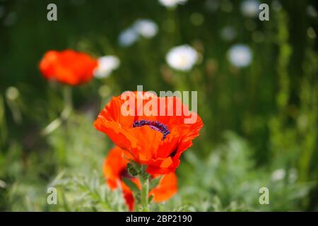 Gros plan sur la fleur de pavot orientale rouge isolée (papaver orientale) avec fond de bokeh vert Banque D'Images