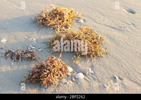 Des algues sur une plage de sable Banque D'Images