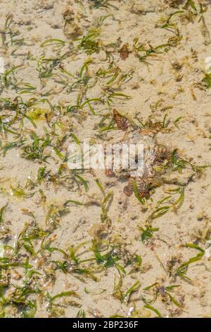 Un grand pieuvre coloré monte le long de la plage de sable. Un poulpe vivant juste pris dans la mer. Un céphalopode avec huit tentacules se propage dans toutes les directions Banque D'Images